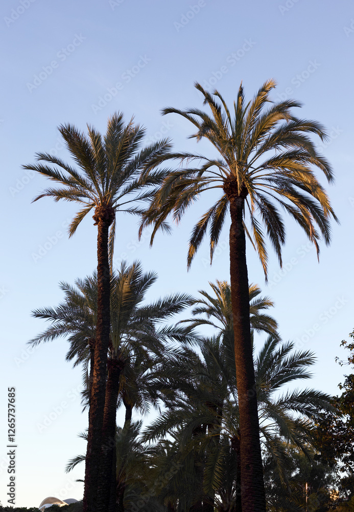 Palm trees at sunset in the mediterranean city of Valencia, Spain Palm trees at sunset in the mediterranean city of Valencia, Spain