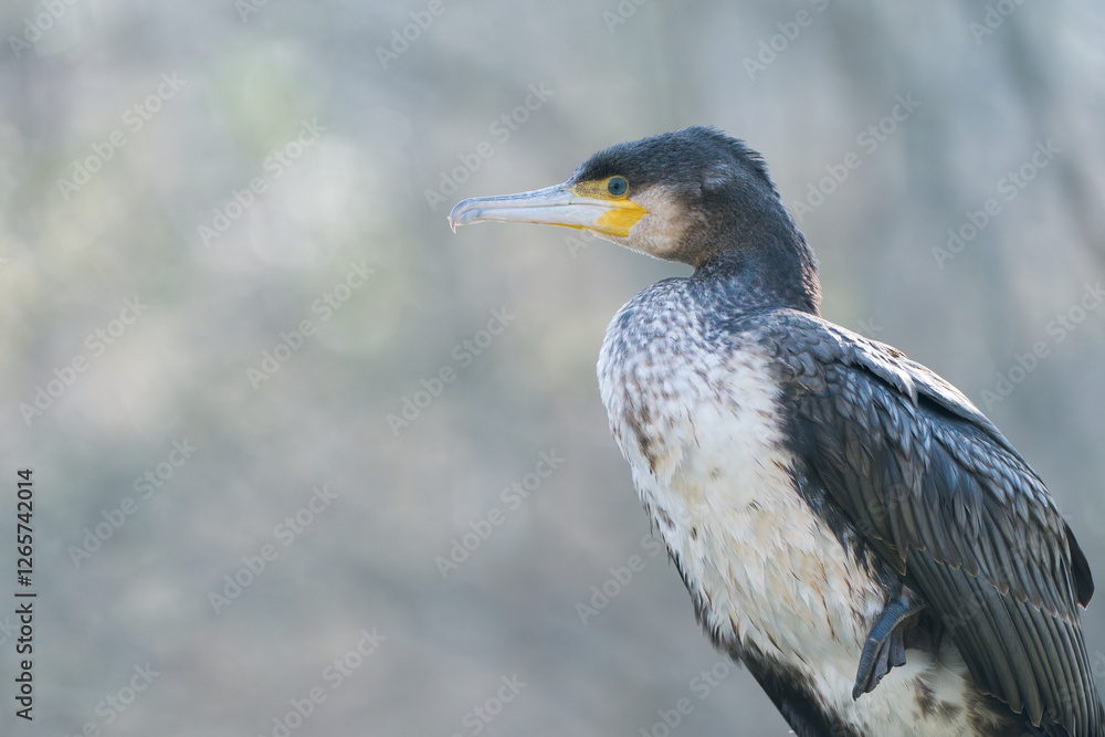 Fototapeta premium Cormoran