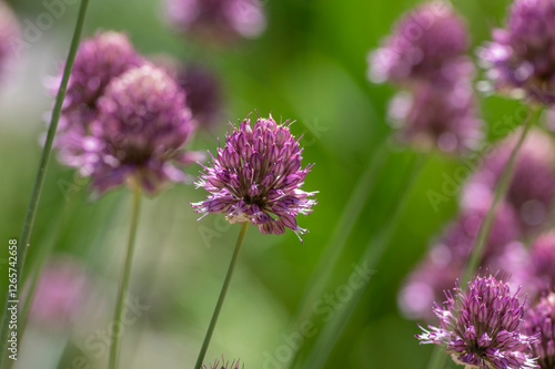 Obraz na płótnie Allium Sphaerocephalon round headed garlic plant in bloom, purple bald head flowering ornamental onion w salonie