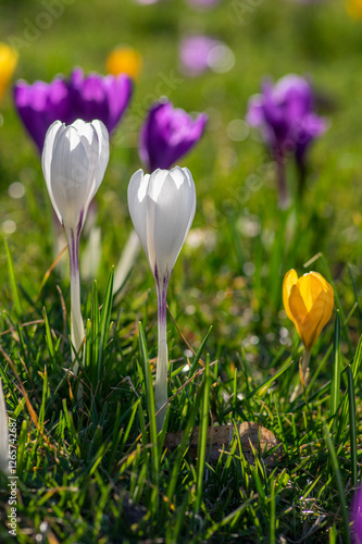 Obraz na płótnie Field of flowering crocus vernus plants, group of bright colorful early spring flowers in bloom w salonie
