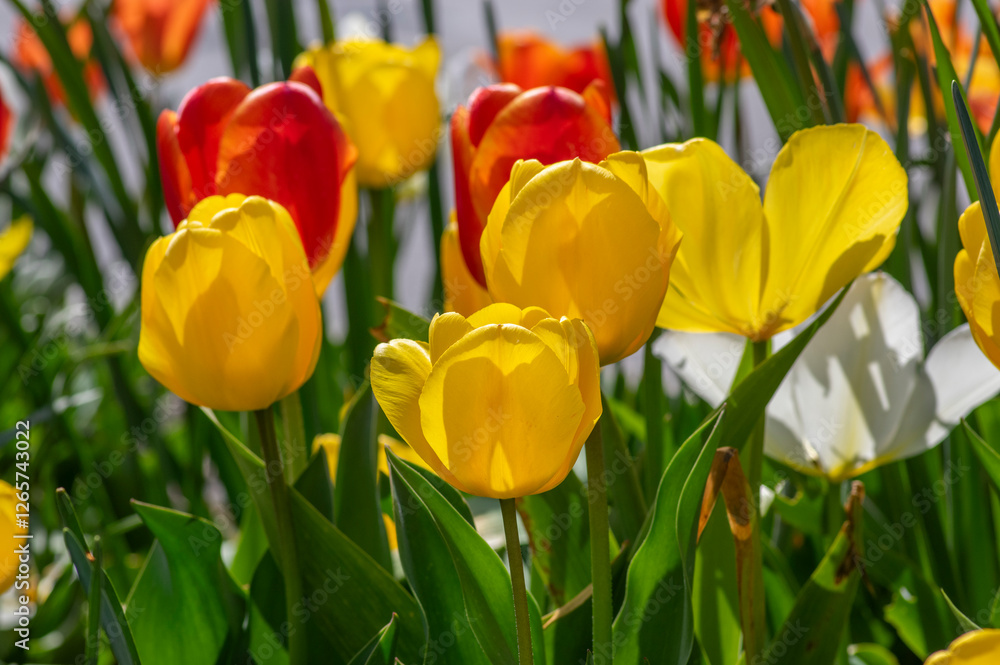 Bright red and yellow color country Darwin tulips in bloom, bouquet of springtime flowering plants in the ornamental garden