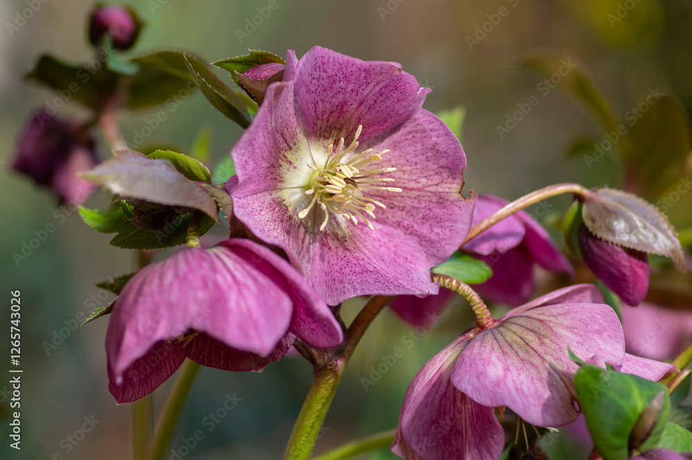 Helleborus purpurascens pink purple early spring flowering plant, beautiful flowers in bloom with green leaves