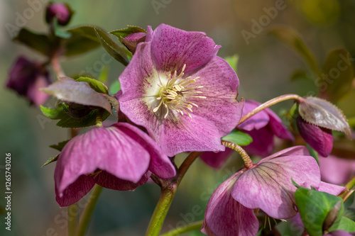 Obraz na płótnie Helleborus purpurascens pink purple early spring flowering plant, beautiful flowers in bloom with green leaves w salonie