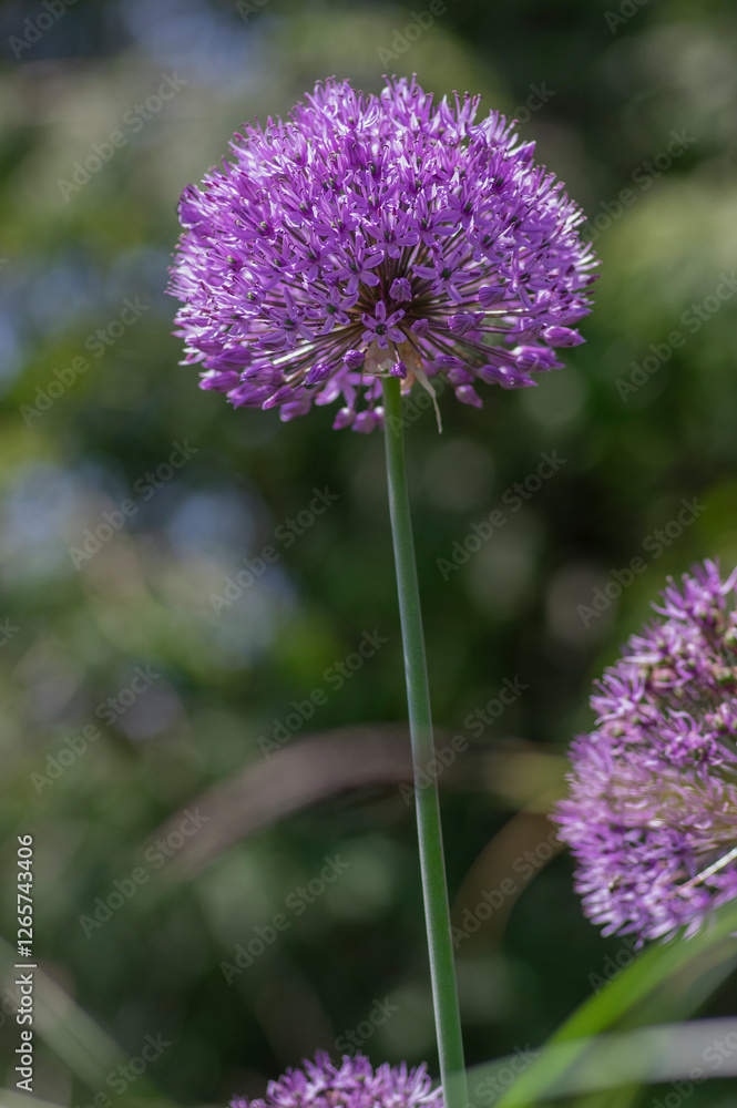 Allium hollandicum persian onion dutch garlic purple sensation flowering plant, ornamental flowers in bloom