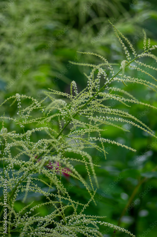 Aruncus vulgaris dioicus white tall spring flowering plant, group of Bucks-beard flowers in bloom