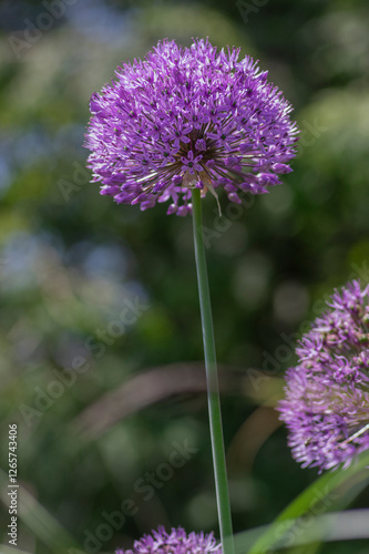 Obraz na płótnie Allium hollandicum persian onion dutch garlic purple sensation flowering plant, ornamental flowers in bloom w salonie