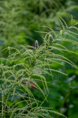 Obraz na płótnie Aruncus vulgaris dioicus white tall spring flowering plant, group of Bucks-beard flowers in bloom w salonie