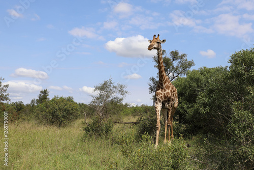 Photography Giraffe / Giraffe / Giraffa camelopardalis