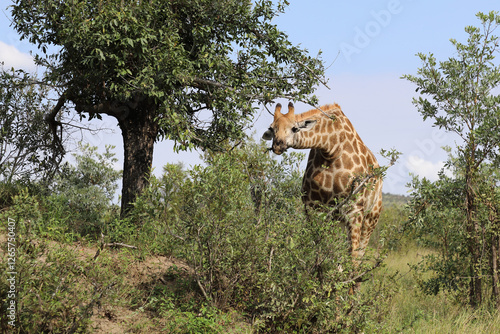 Photography Giraffe / Giraffe / Giraffa camelopardalis