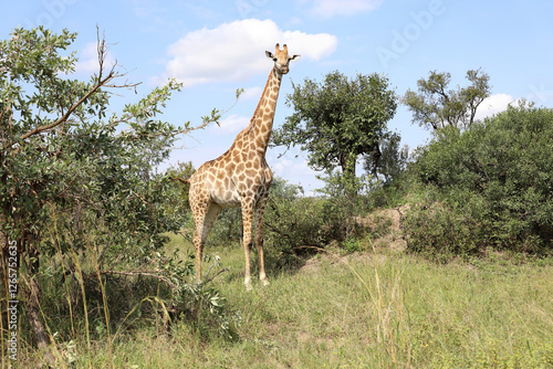 Photography Giraffe / Giraffe / Giraffa camelopardalis