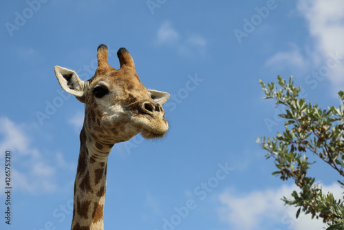 Photography Giraffe / Giraffe / Giraffa camelopardalis
