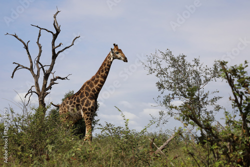 Canvas Print Giraffe / Giraffe / Giraffa camelopardalis
