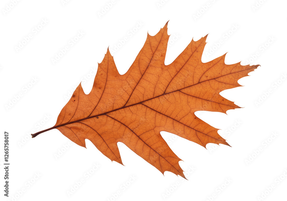 Single Brown Autumn Leaf On Transparent Background Single Brown Autumn Leaf On Transparent Background