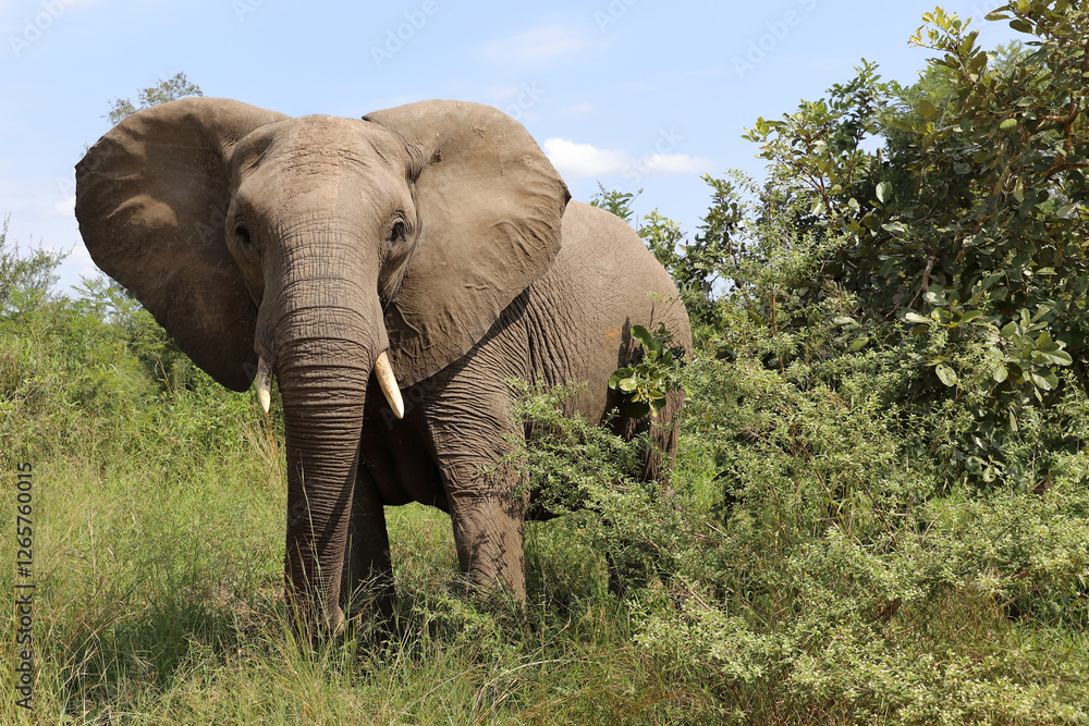 Obraz premium Afrikanischer Elefant / African elephant / Loxodonta africana