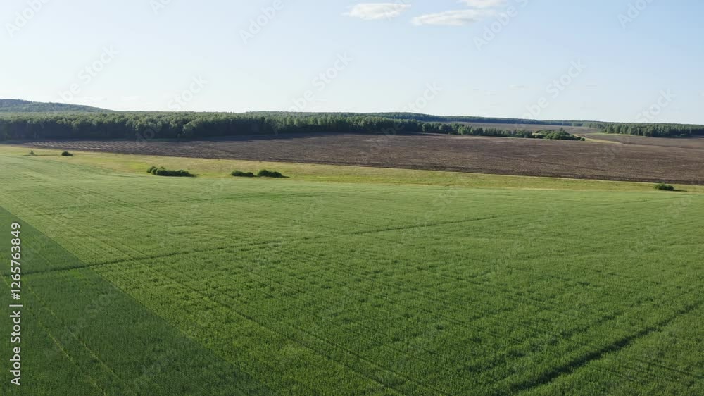 Aerial view of cultivated wheat field in countryside with forest and clear sky in background, representing agricultural landscape Aerial view of cultivated wheat field in countryside with forest and clear sky in background, representing agricultural landscape