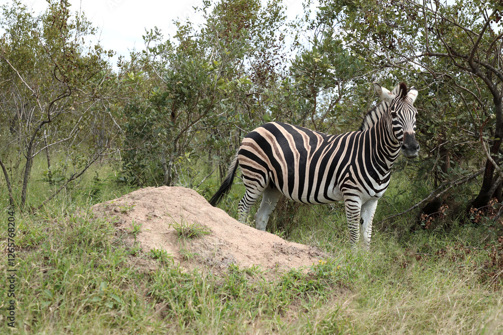 Obraz premium Steppenzebra / Burchell's zebra / Equus quagga burchellii