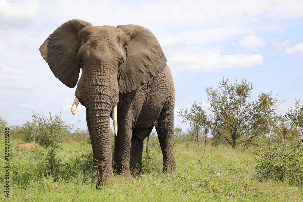 Fototapeta premium Afrikanischer Elefant / African elephant / Loxodonta africana