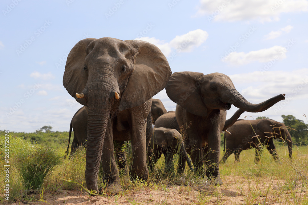 Fototapeta premium Afrikanischer Elefant / African elephant / Loxodonta africana