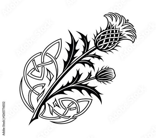 Scottish thistle vector Line art in Celtic style flower illustration