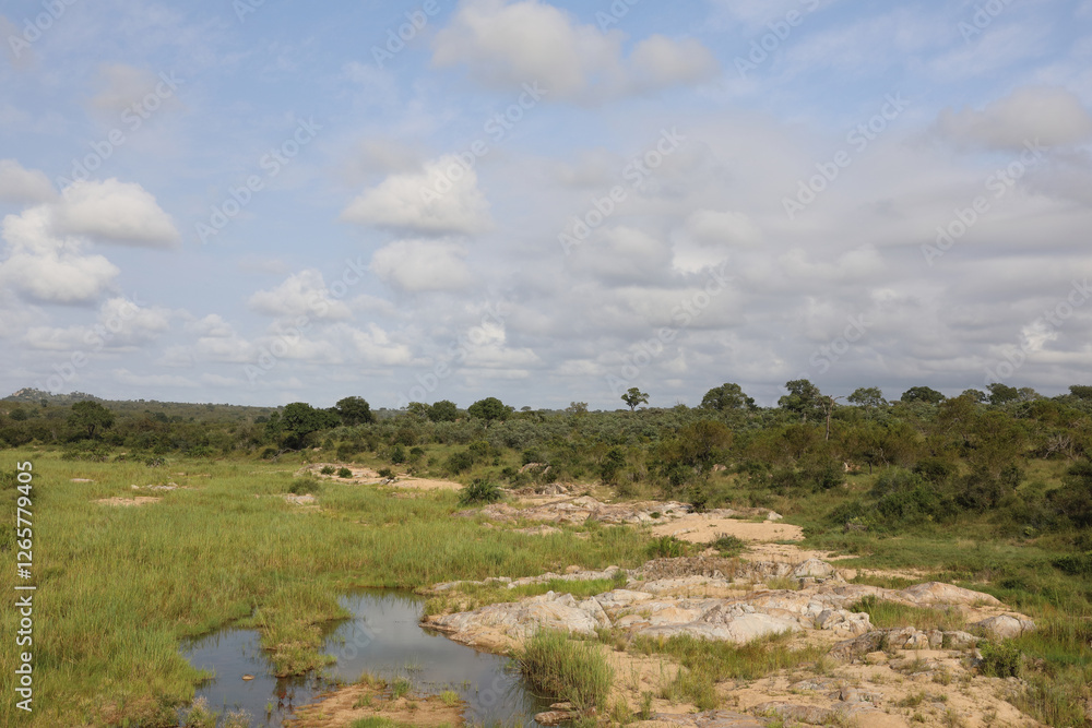 Obraz premium Afrikanischer Busch - Krügerpark - Biyamiti River / African Bush - Kruger Park - Biyamiti River /