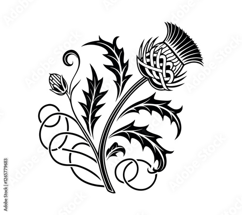 Scottish thistle vector Line art in Celtic style flower illustration