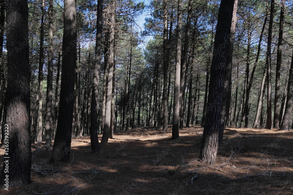 Obraz premium forest in autumn