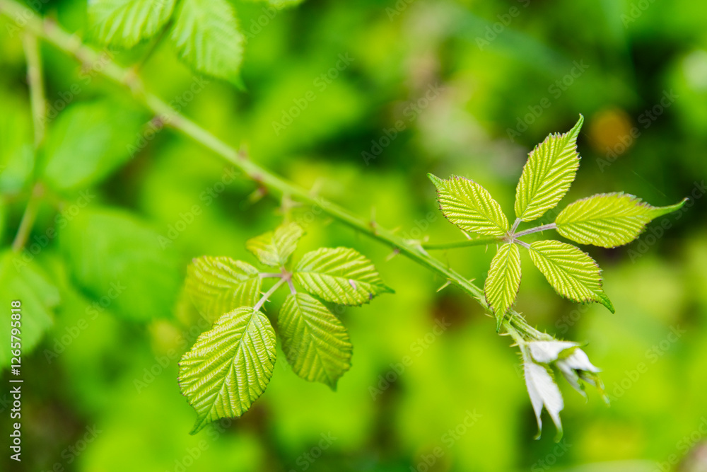 Green young leaf of blackberry in spring nature with bright leaves, green environment. Nature in spring. New life. Blackberry plant. Blackberry green leaf on bunch Green young leaf of blackberry in spring nature with bright leaves, green environment. Nature in spring. New life. Blackberry plant. Blackberry green leaf on bunch