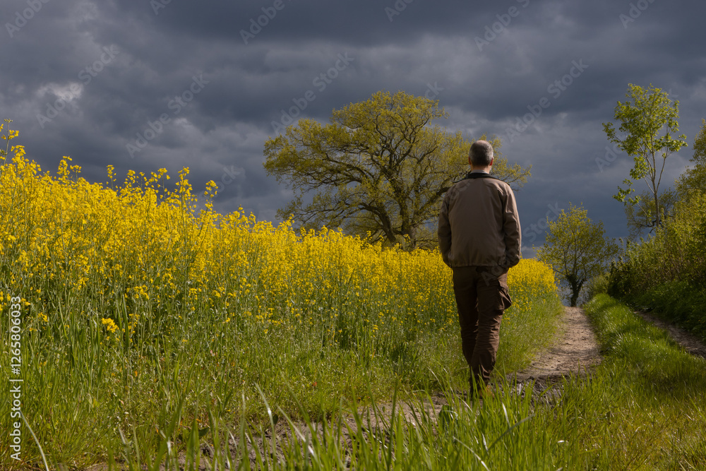 Mann spaziert am Feldrand zur Rapsblüte mit dunklen Regenwolken im Mai.