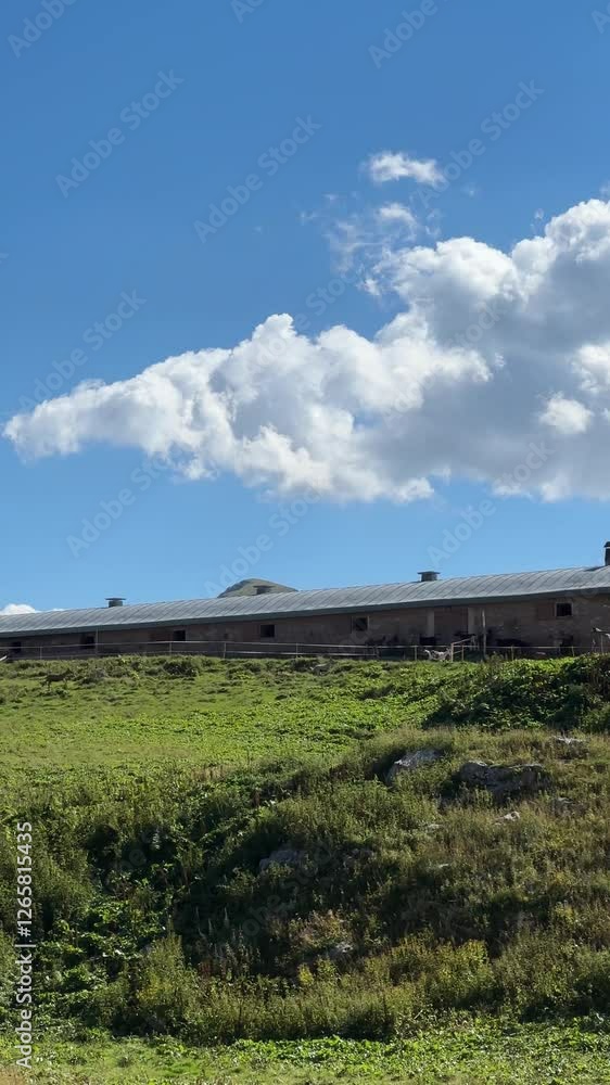 Happy Goats Running Freely Outside a Mountain Farm on a Sunny Summer Day Happy Goats Running Freely Outside a Mountain Farm on a Sunny Summer Day