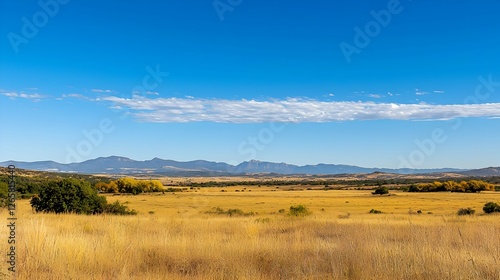 Wallpaper Mural Golden Grassland Landscape Under a Clear Blue Sky with Distant Mountains Torontodigital.ca