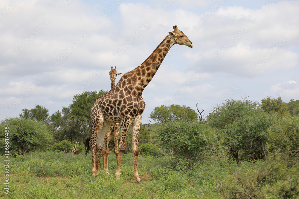 Fototapeta premium Giraffe / Giraffe / Giraffa camelopardalis