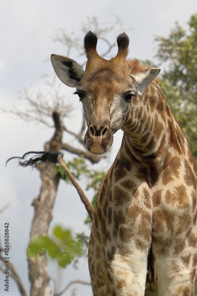 Obraz premium Giraffe / Giraffe / Giraffa camelopardalis