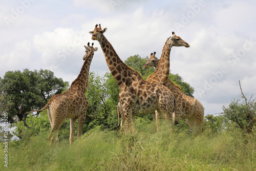 Canvas Print Giraffe / Giraffe / Giraffa camelopardalis