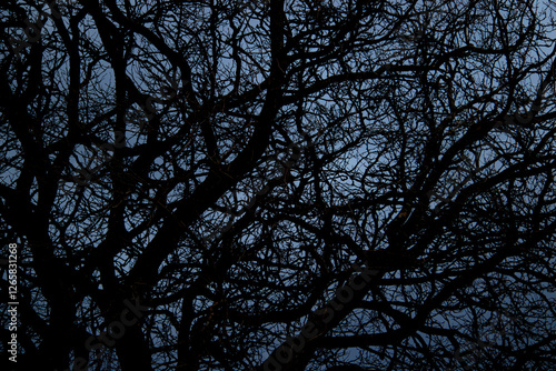 Photography tree nature texture background images