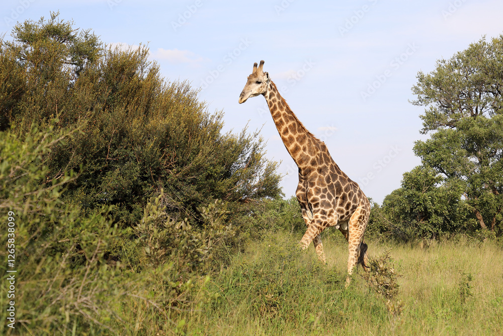 Giraffe / Giraffe / Giraffa camelopardalis Giraffe / Giraffe / Giraffa camelopardalis