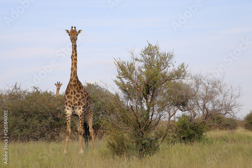 Photography Giraffe / Giraffe / Giraffa camelopardalis