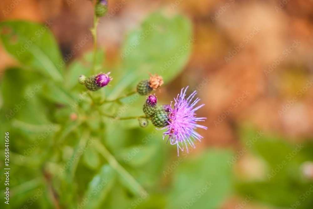 A purple flower with a green stem. The flower is surrounded by leaves and is in the foreground A purple flower with a green stem. The flower is surrounded by leaves and is in the foreground