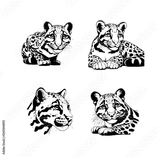 Clouded Leopard