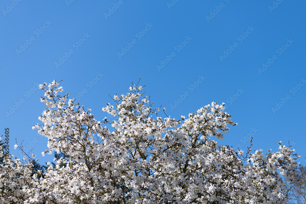 Pink magnolia flower against a blue sky. Spring nature. Magnolia tree with blooming flower. Blooming magnolia. Magnolia blossom and flower. Beautiful spring season. April showers Pink magnolia flower against a blue sky. Spring nature. Magnolia tree with blooming flower. Blooming magnolia. Magnolia blossom and flower. Beautiful spring season. April showers