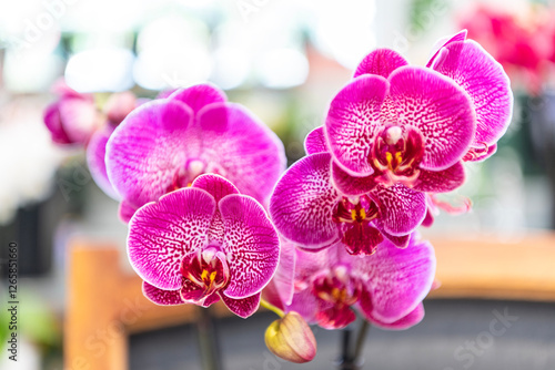 Floral nature. Orchid flower bright color. Flowering nature. Orchid flower purple color. Floral macro photography. Flora and nature closeup. Purple petal orchid flower
