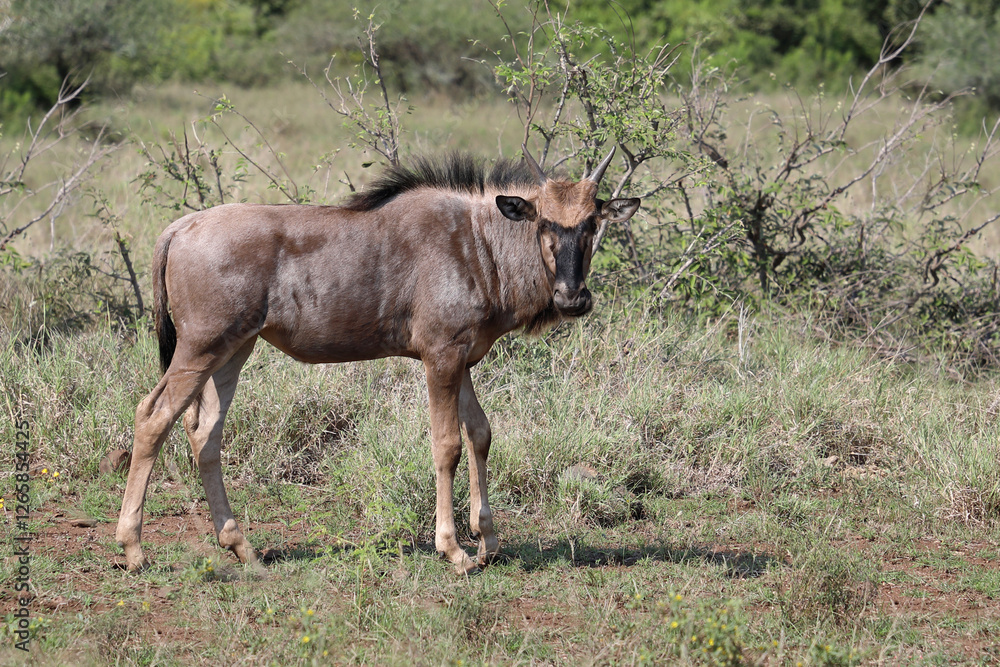 Streifengnu / Blue wildebeest / Connochaetes taurinus