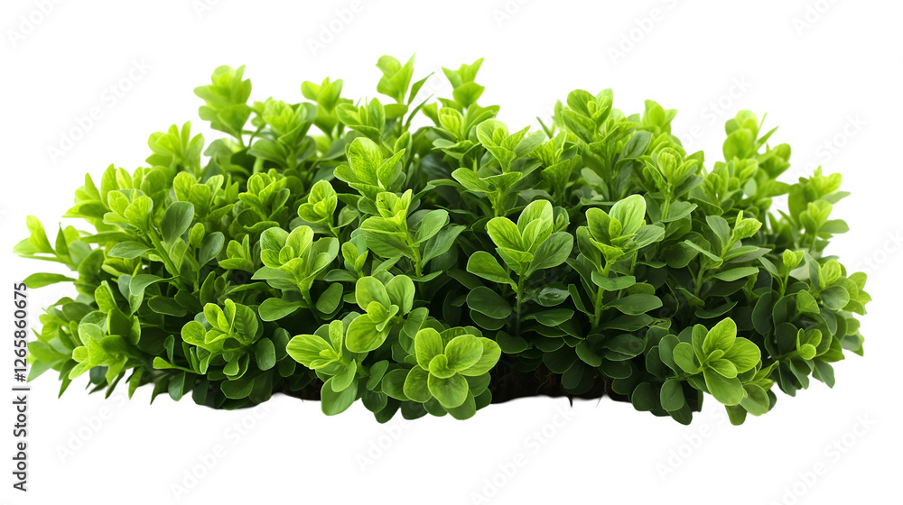 Obraz premium Green Bush Vibrant Spring Foliage, Healthy Outdoor Greenery for Garden Themes, isolated on transparent background.