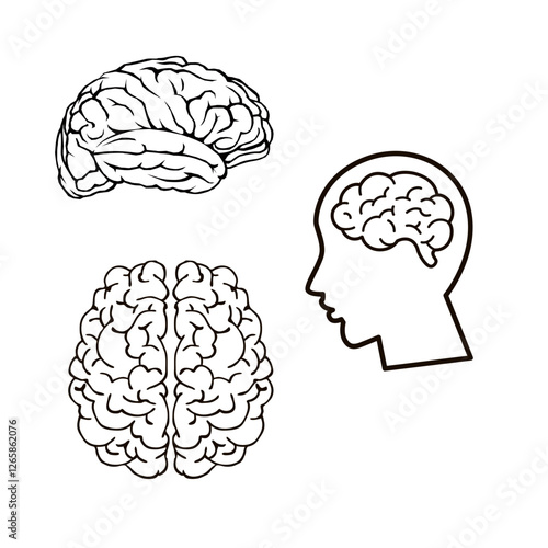 vector illustration of human brain