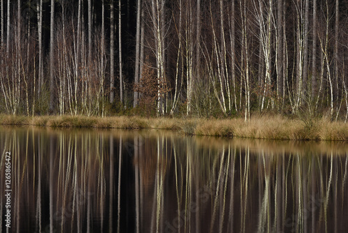Reflektionen im Moorsee