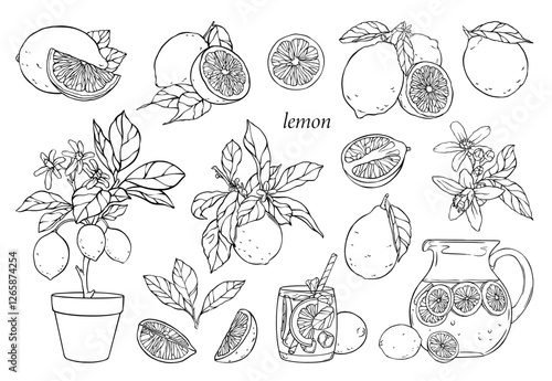 Set of linear illustrations with lemons, lemonade, lemon tree. Vector hand drawn illustration.