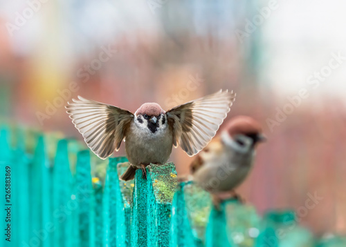 funny bird sparrow spreading wings walking on wooden fence in garden photo