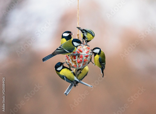 many hungry tit birds hanging on a ball feeder and eating seeds and nuts in a...