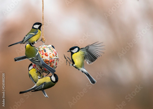 hungry tit birds flying and hanging on a bird feeder ball and eating seeds and nuts in a winter garden