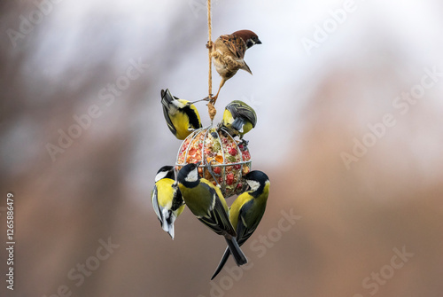 birds tits and sparrow hanging on a ball feeder and eating seeds and nuts in ...