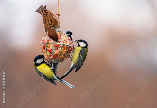 birds tits and sparrow sitting on feeders with spread wings and eating seeds ...